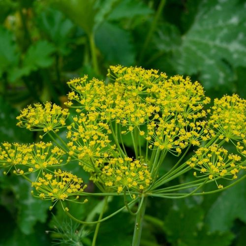 Kapor BIO vetőmag 3 gramm