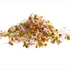 Retek pink mikrozöld és csíramag BIO