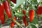 Erős paprika JALAPENO M vetőmag