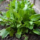 Paréjlórom (Rumex patientia) vetőmag