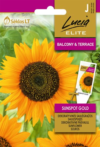 Napraforgó SUNSPOT GOLD vetőmag