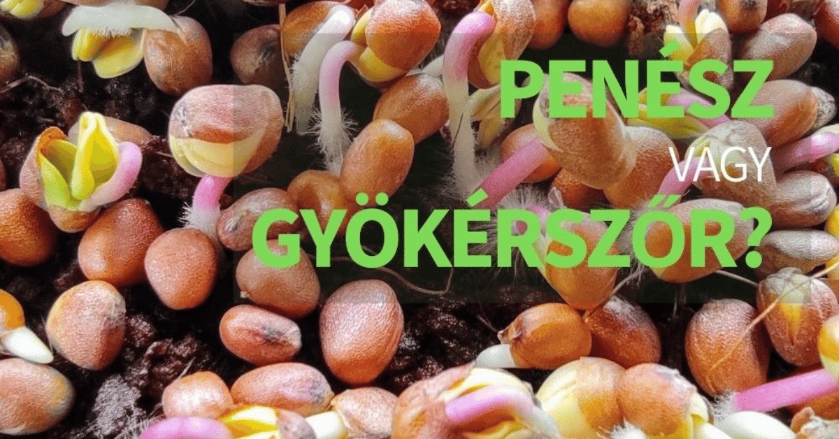 Mi az a "fehér anyag" a mikrozöldjeimen? Penész vagy gyökérszőr?