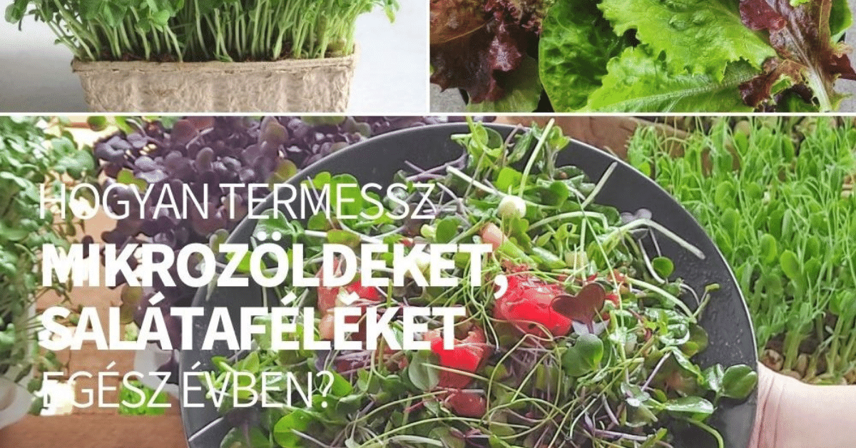 Hogyan termessz friss zöldeket (salátaféléket, levélzöldségeket, mikrozöldeket) egész évben?