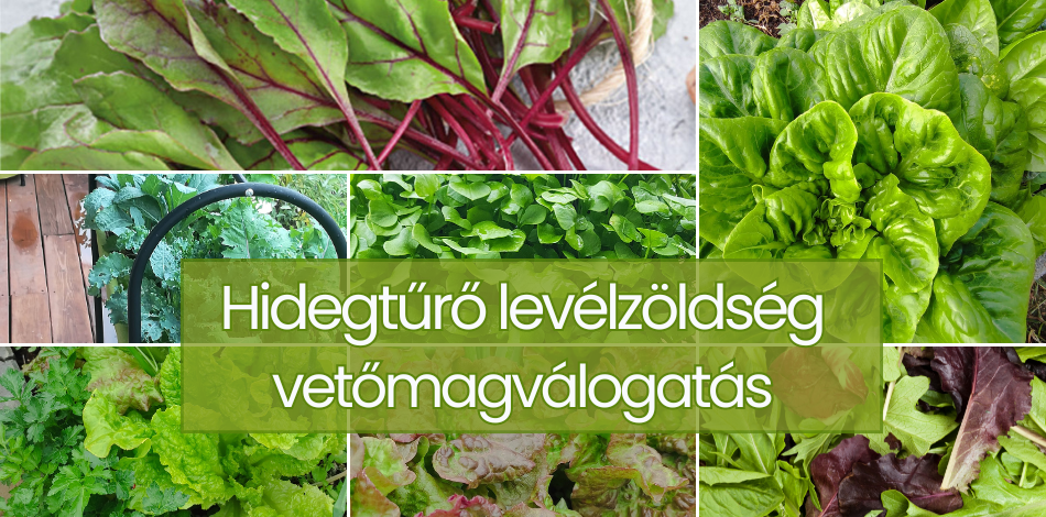 hidegtűrő vetőmag válogatás