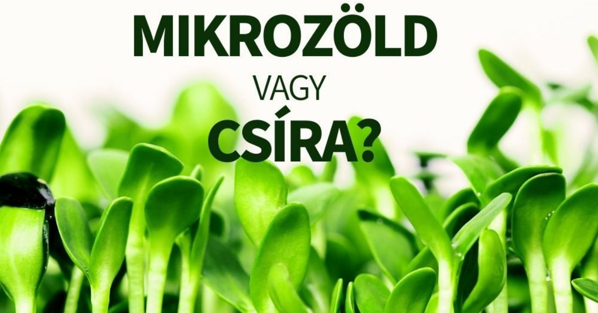 Mi a különbség a mikrozöldek és a csírák között?